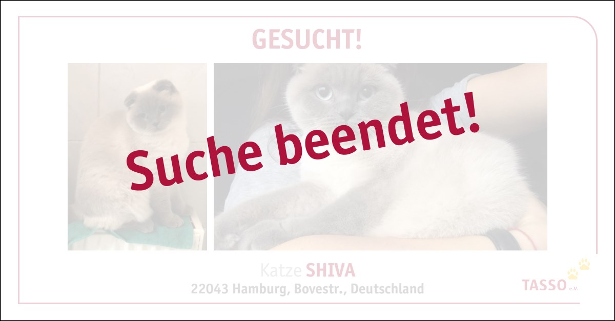 Tasso Suche In 22043 Hamburg Bkh Scottish Fold